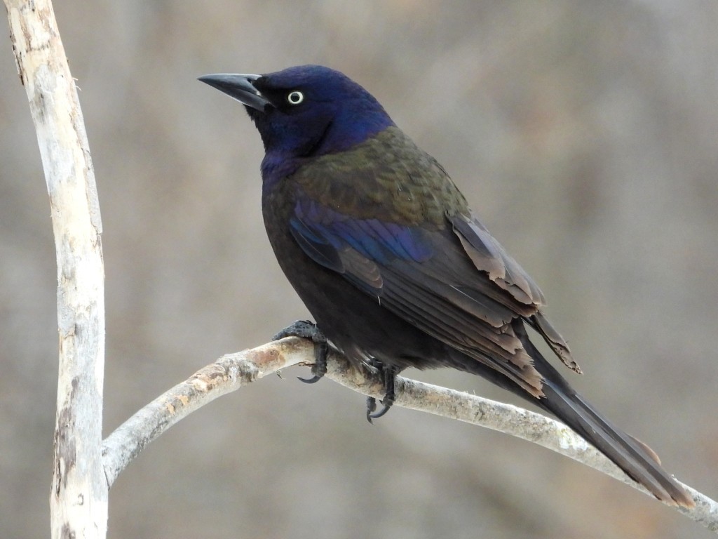 Common GracklePeosta, IA2/24/26© Mary Leigh