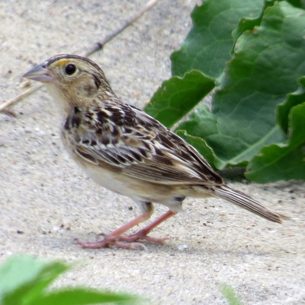 Grasshopper Sparrow