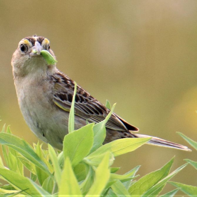 Grassland Birds Dubuque Audubon Society