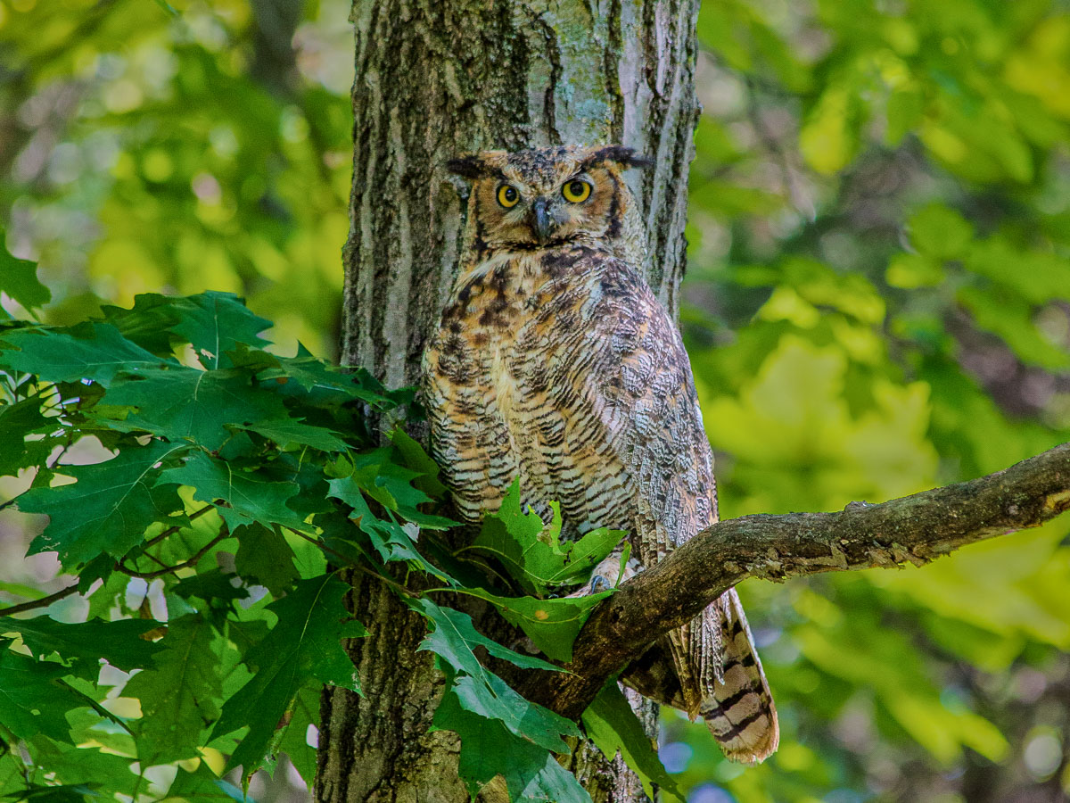 Great Horned Owl