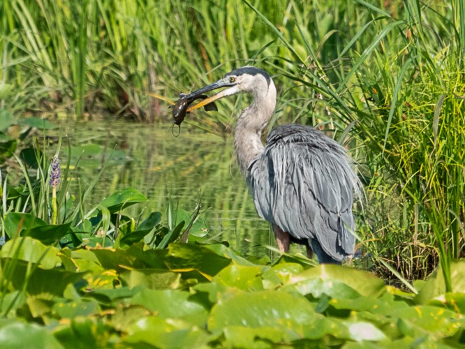 Great Blue HeronDeere Dike Park8/14/25© Marty Corfman