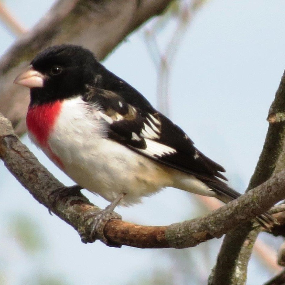 Rose-Breasted Grosbeak