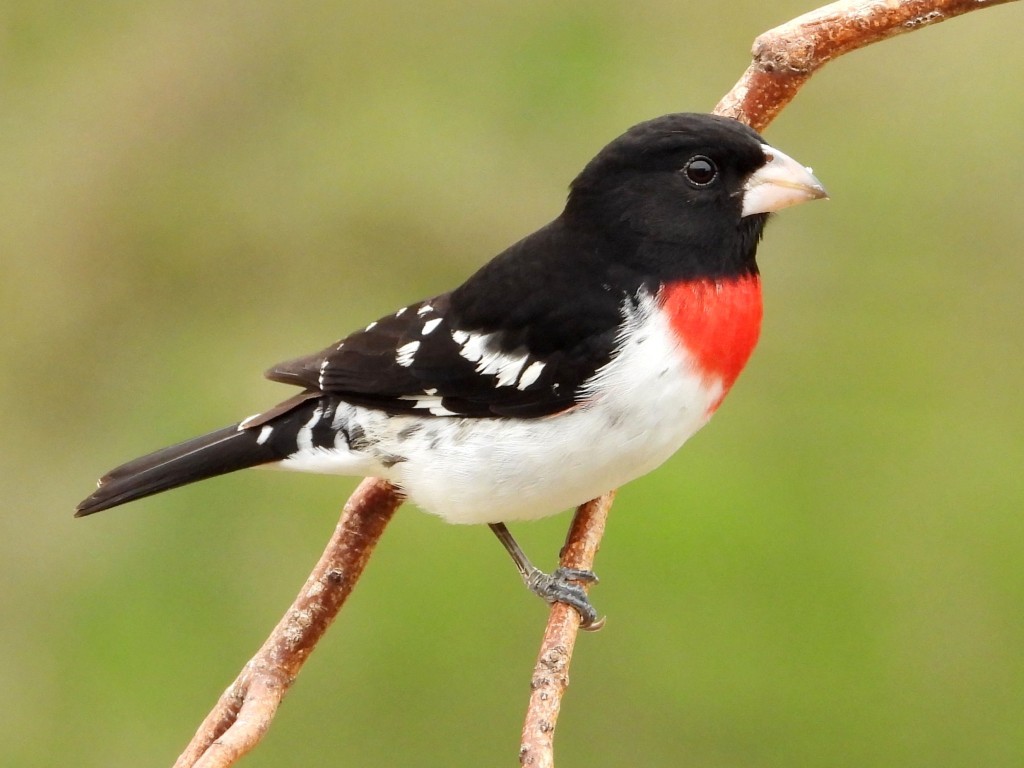 Rose-breasted GrosbeakPeosta, IA4/29/25© Mary Leigh