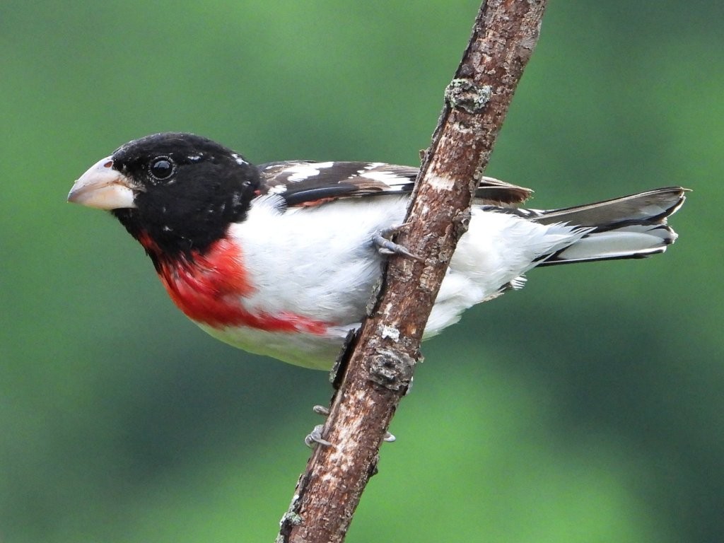 Rose-breasted GrosbeakPeosta, IA6/8/26© Mary Leigh