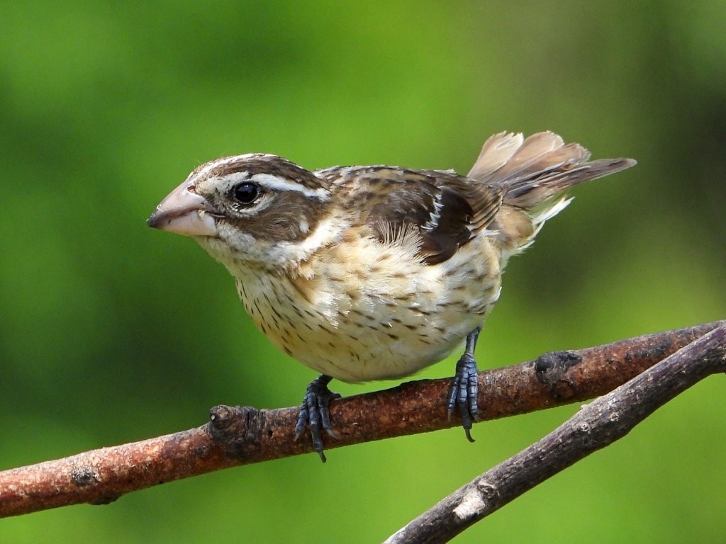 Rose-breasted GrosbeakPeosta, IA6/8/26© Mary Leigh