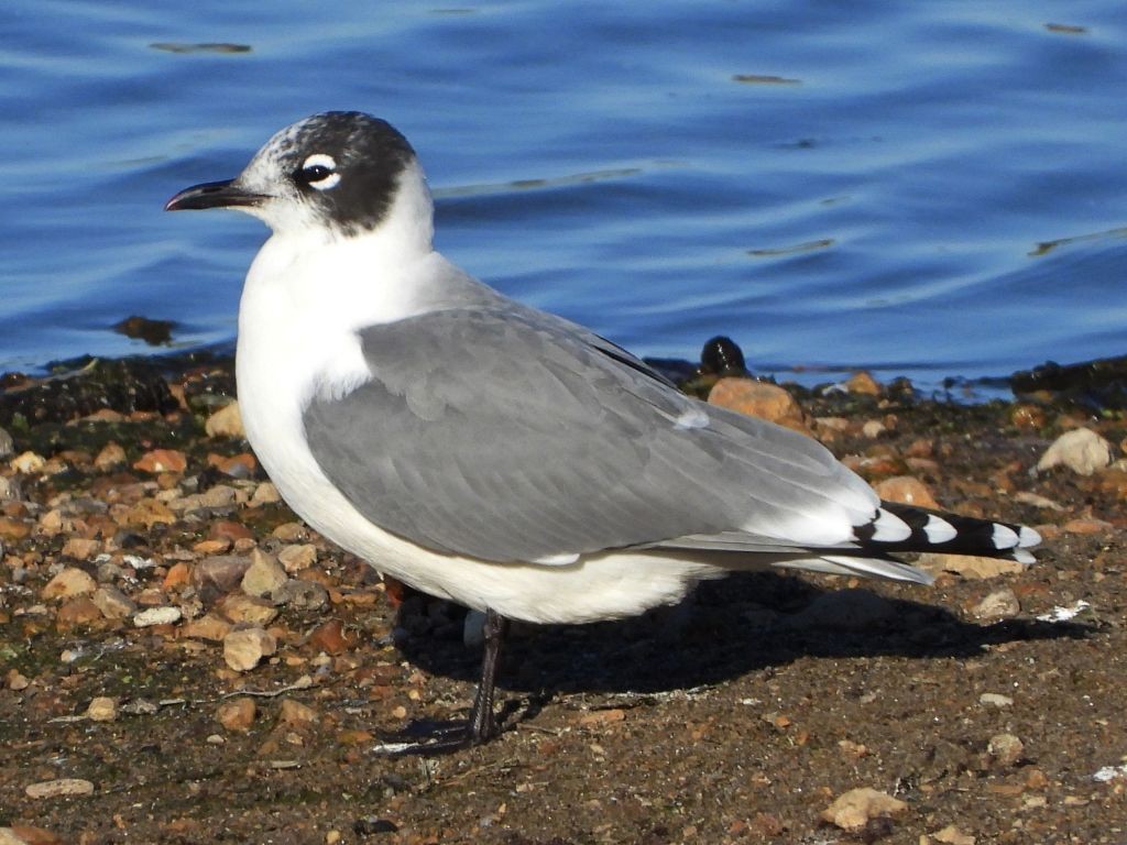 Franklin's Gull© Mary Leigh16th St. Retention Basin, Dubuque, IA10/10/23