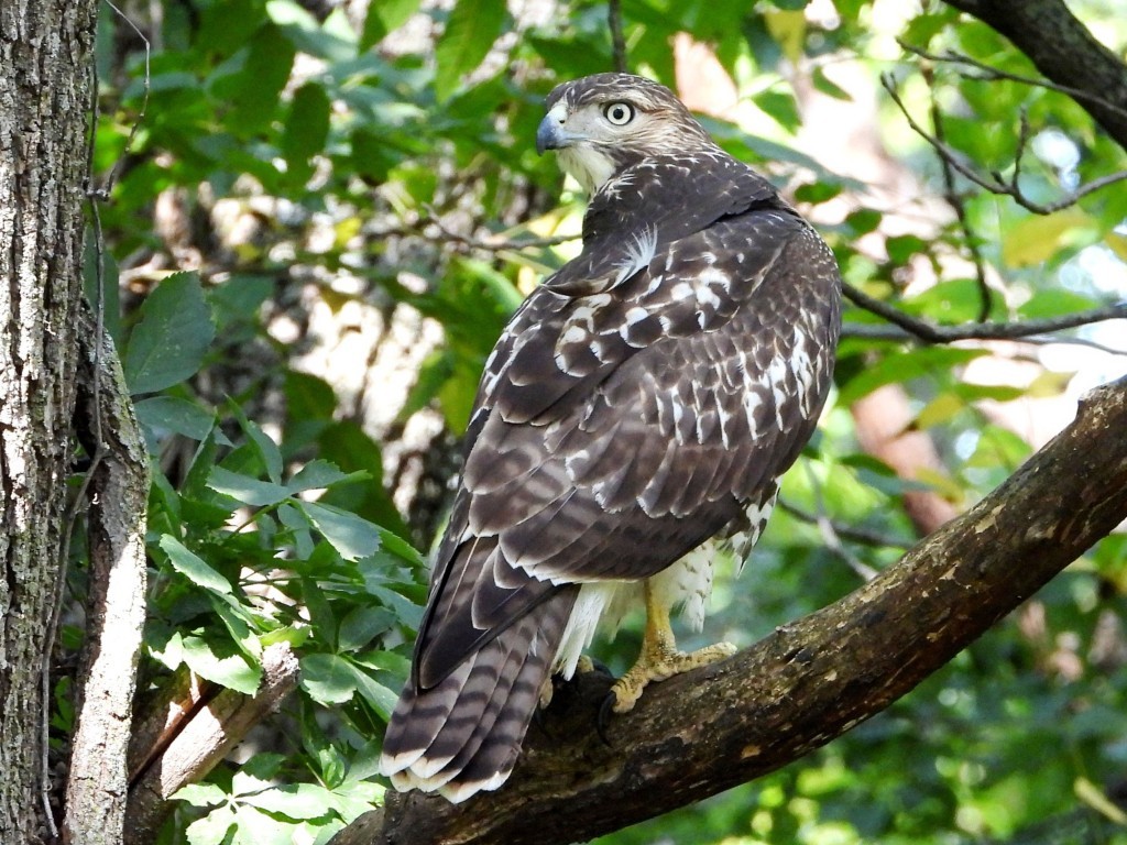 Red-tailed HawkHickory Hill Park (Johnson County)8/26/23© Mary Leigh