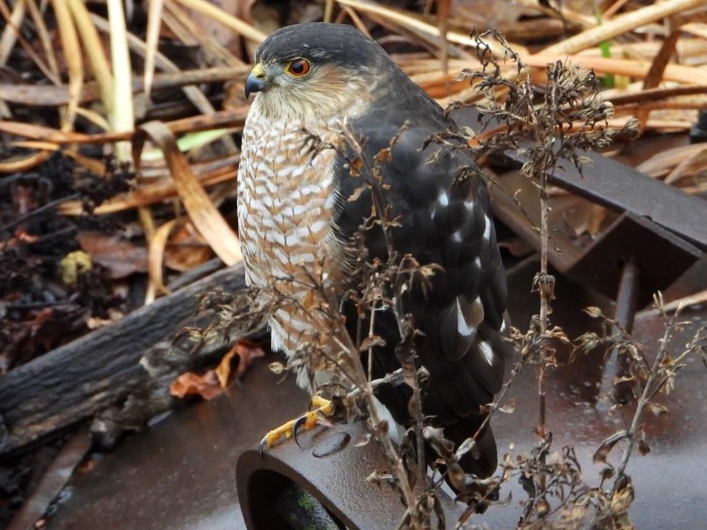 Sharp-shinned Hawk