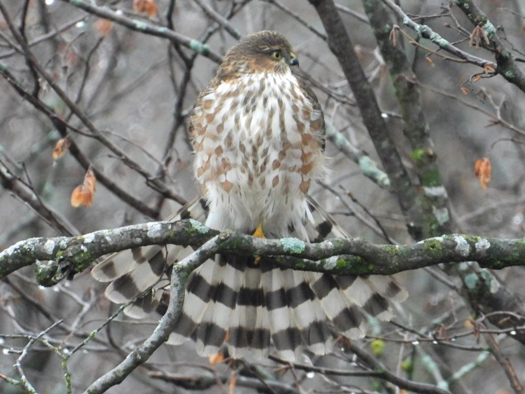 Sharp-shinned HawkPeosta, Iowa11/20/25