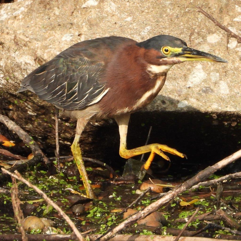 Green Heron