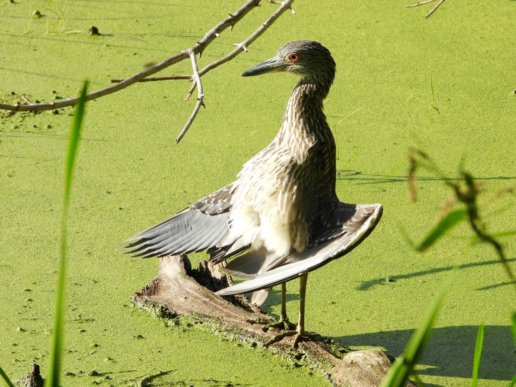 Yellow-crowned Night HeronDeere Dike Park(held pose for about 6 minutes!)8/28/25© Mary Leigh