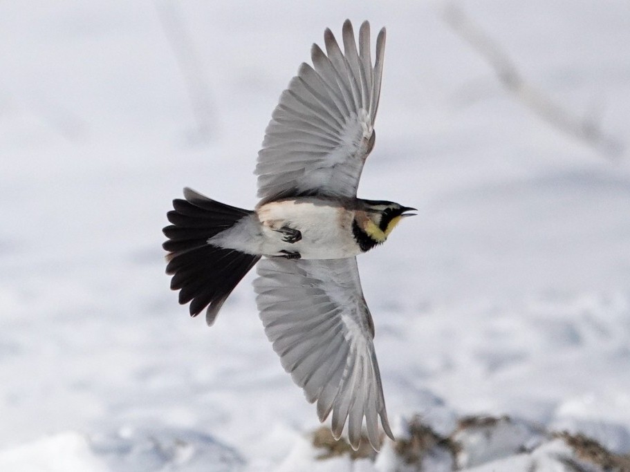 Horned LarkBennettville Rd, Zwingle, IA3/17/26© Marty Corfman