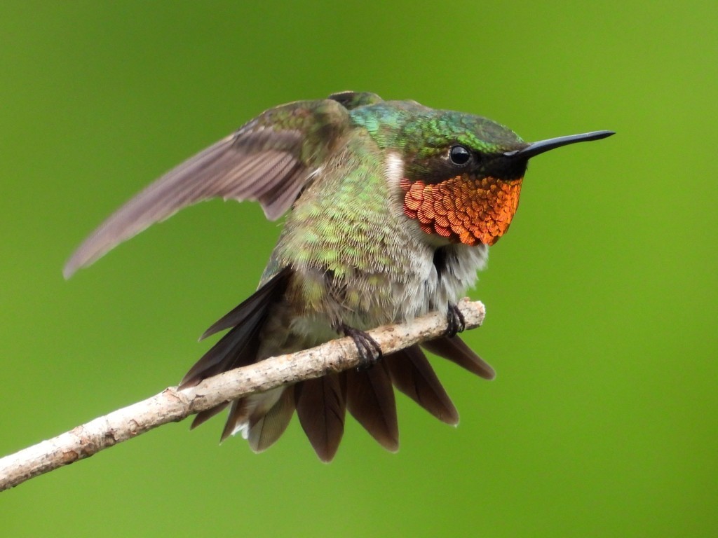 Ruby-throated HummingbirdPeosta, IA6/24/25© Mary Leigh