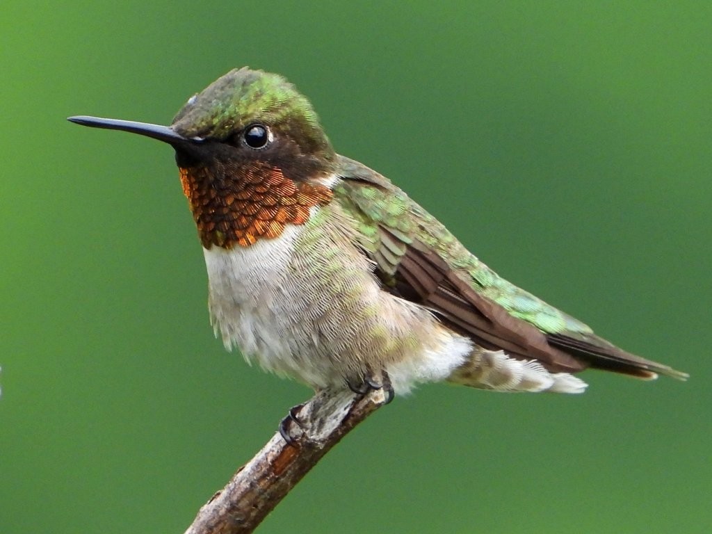 Ruby-throated HummingbirdPeosta, IA6/8/26© Mary Leigh