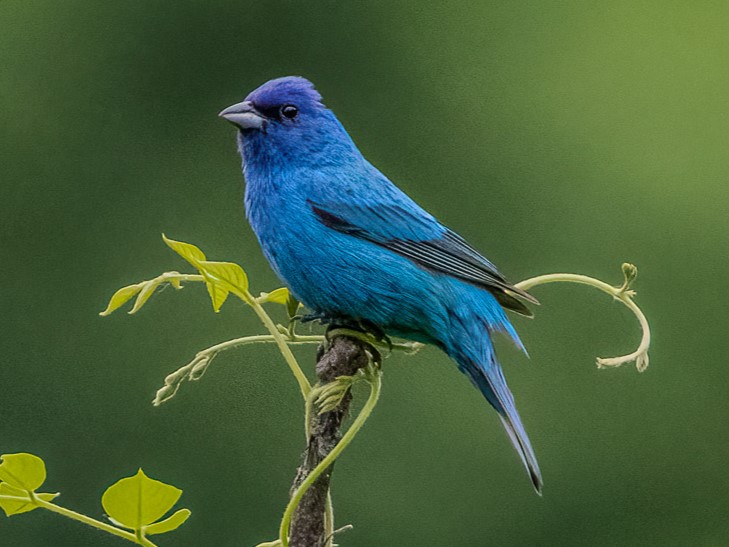 Indigo Bunting