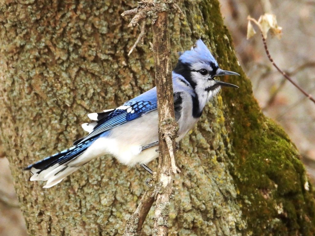 Blue JayBernard, Iowa11/11/25