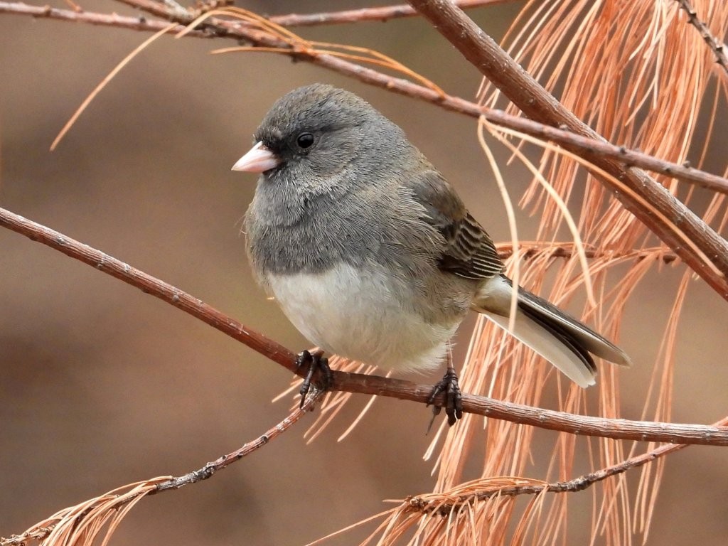Dark-eyed JuncoPeosta, IA4/9/25© Mary Leigh