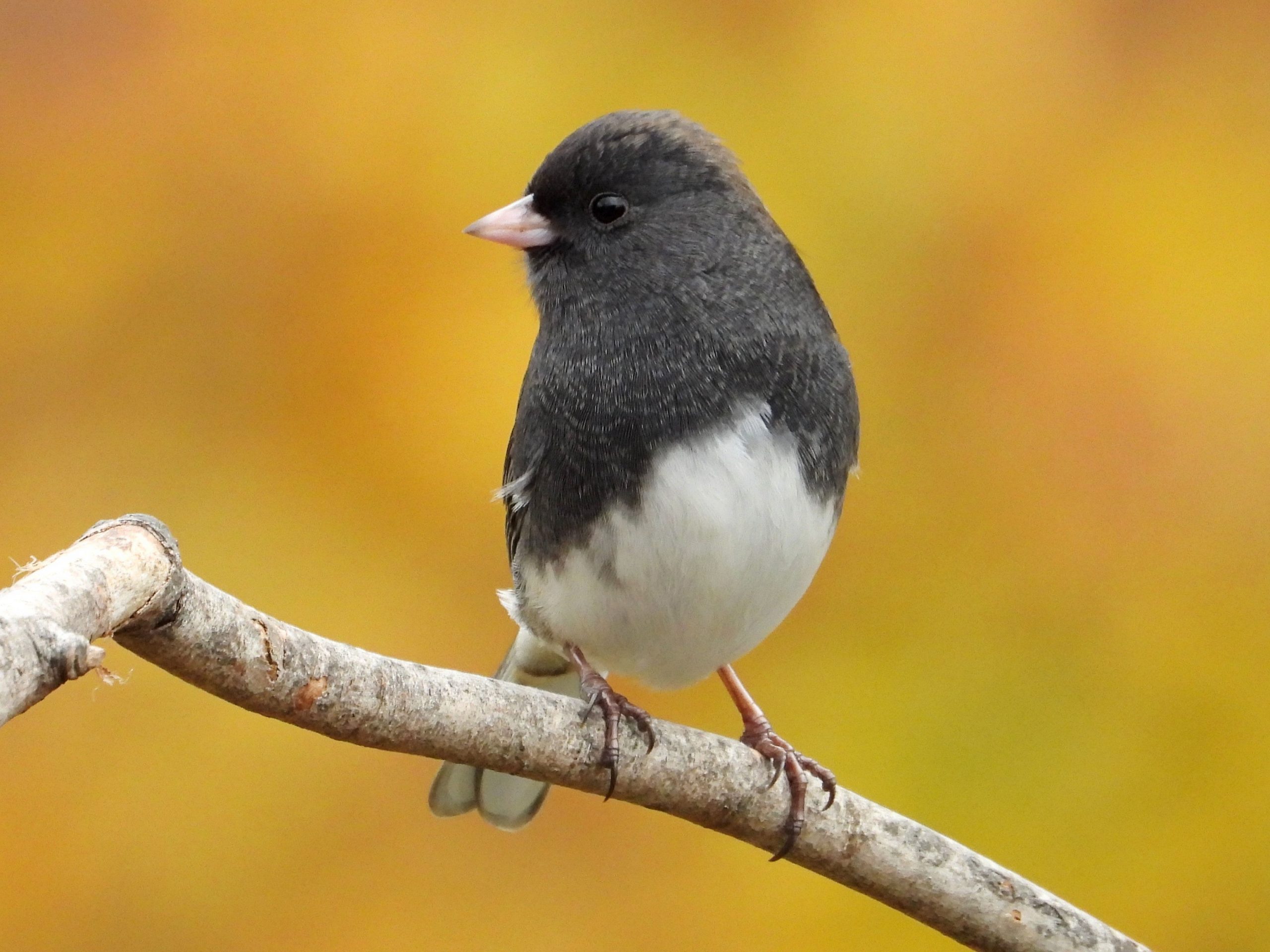Dark-eyed JuncoPeosta, IA10/22/25