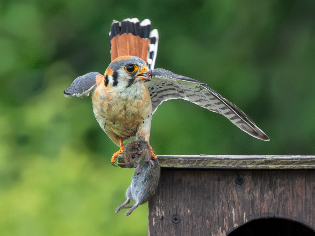 American Kestrel© Ken KissMines of Spain SRA6/26/23