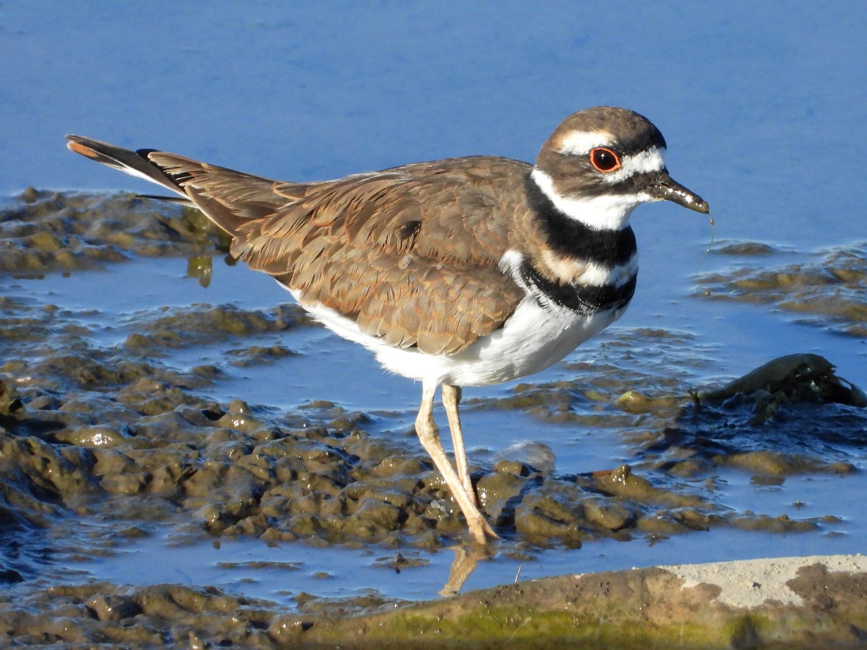 Killdeer