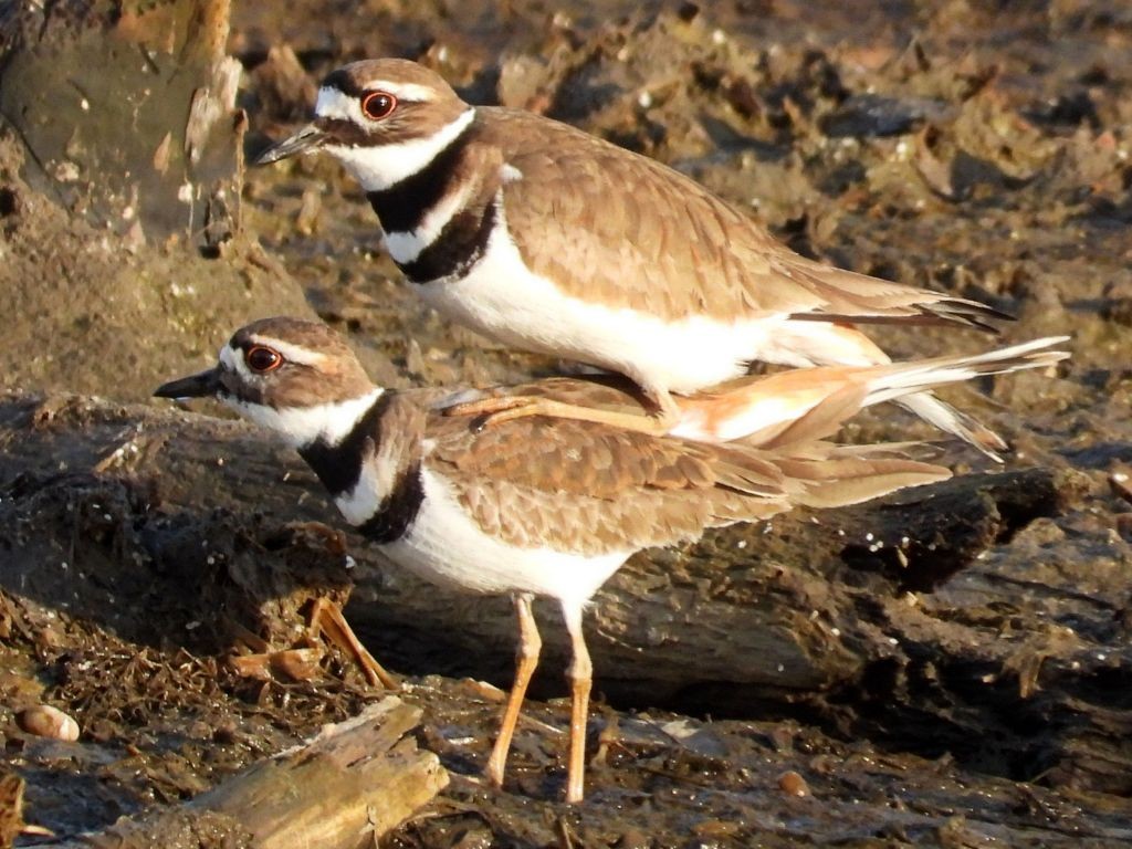 KilldeerDeere Dike Park3/11/25© Mary Leigh