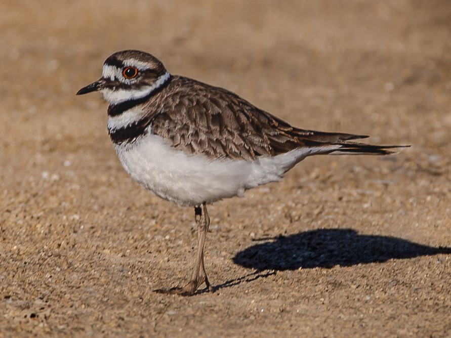 Killdeer