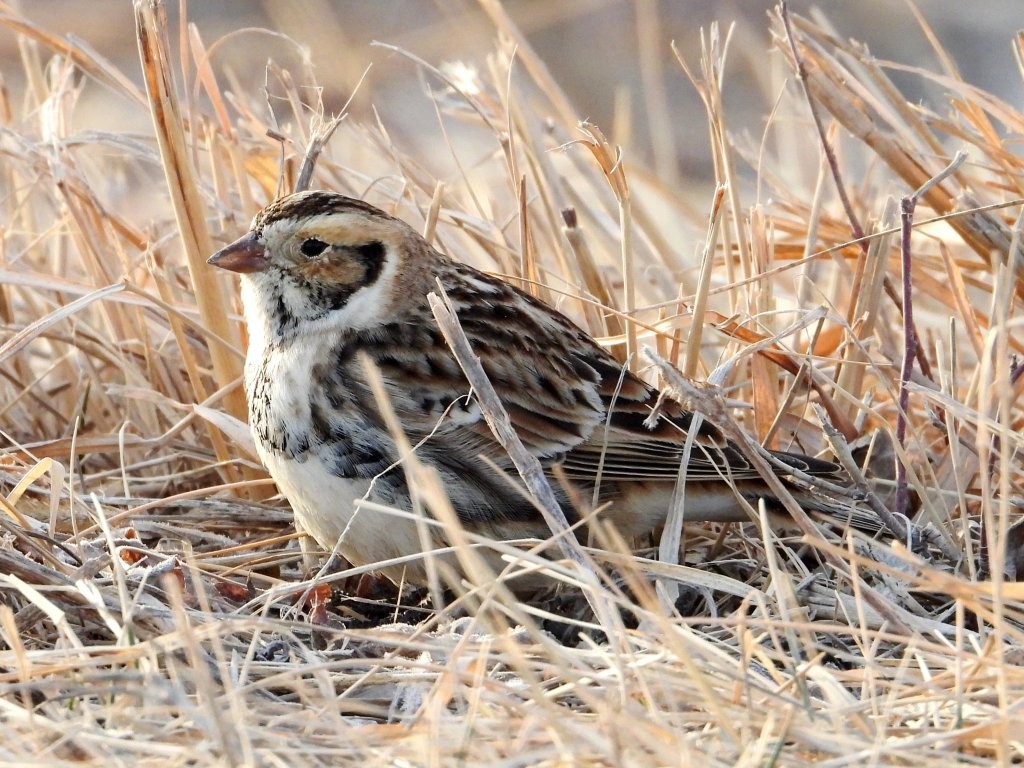 Lapland LongspurCedar Rapids Airport2/19/26© Mary Leigh