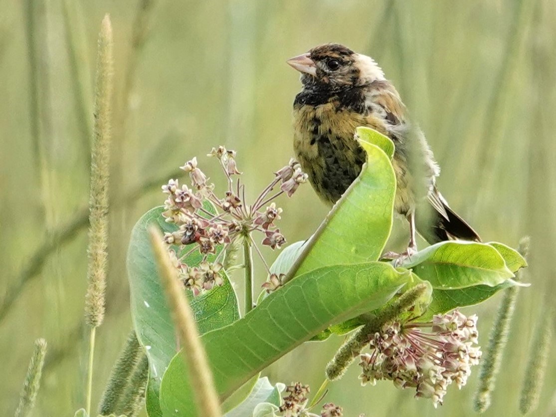 Bobolink