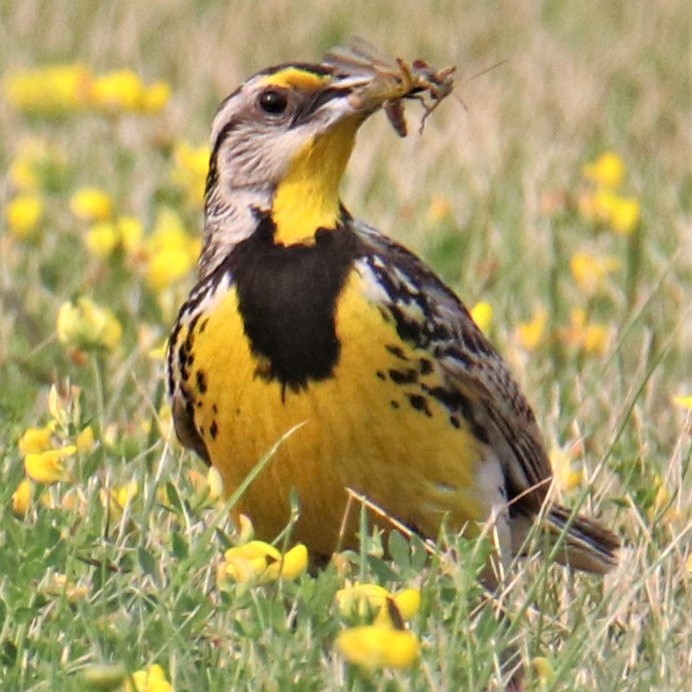 Eastern Meadowlark