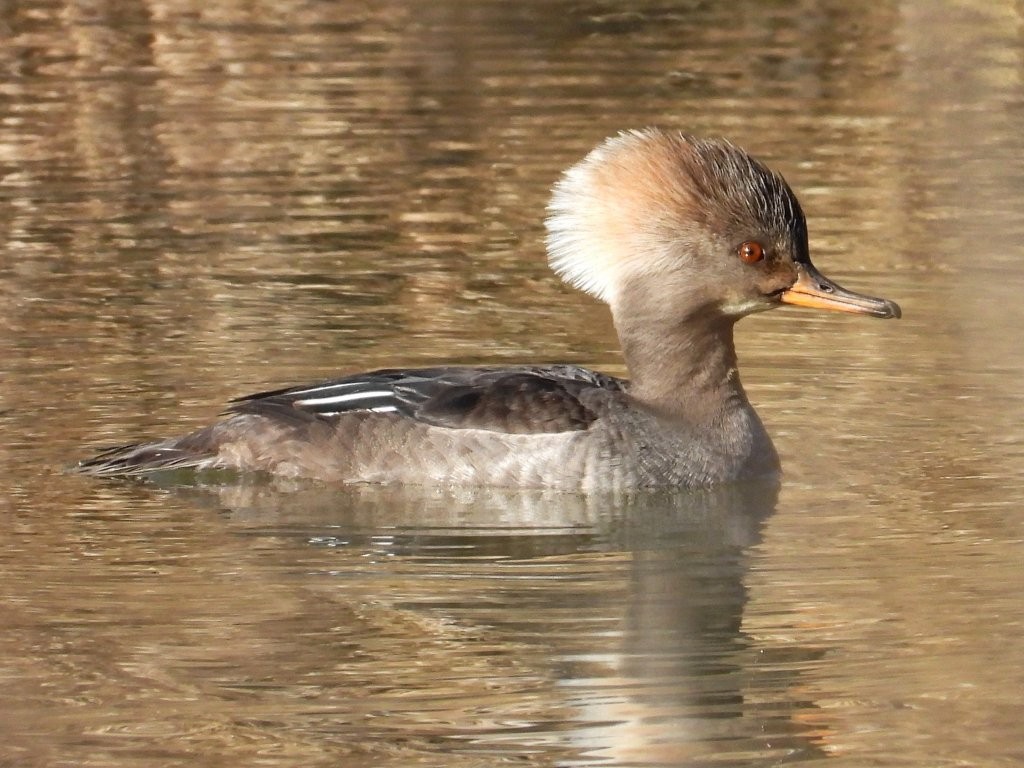 Hooded Merganser (female)Deere Dike Park3/11/25© Mary Leigh