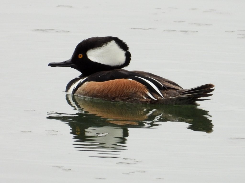 Hooded Merganser (male)16th St. Retention Basin Park3/2/26© Mary Leigh
