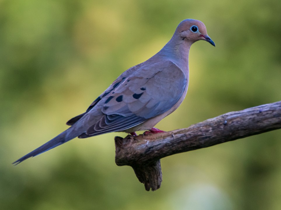 Mourning Dove