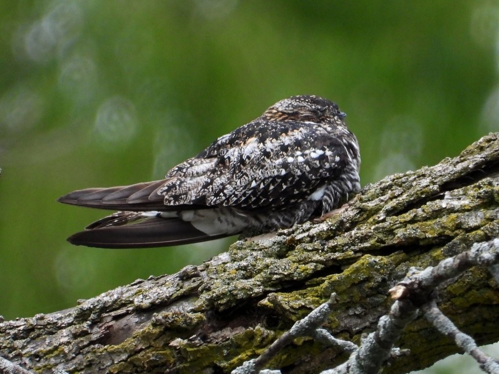 Common Nighthawk© Mary LeighDeere Dike Park5/22/25