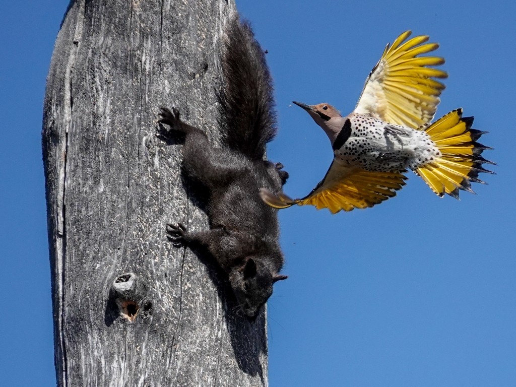 Northern Flicker with Black Squirrel© Marty CorfmanDeere Dike Park4/15/25
