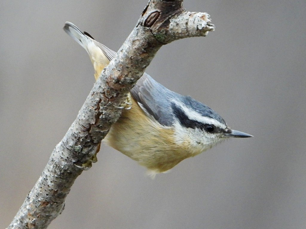 Red-breasted NuthatchPeosta, IA10/16/25© Mary Leigh