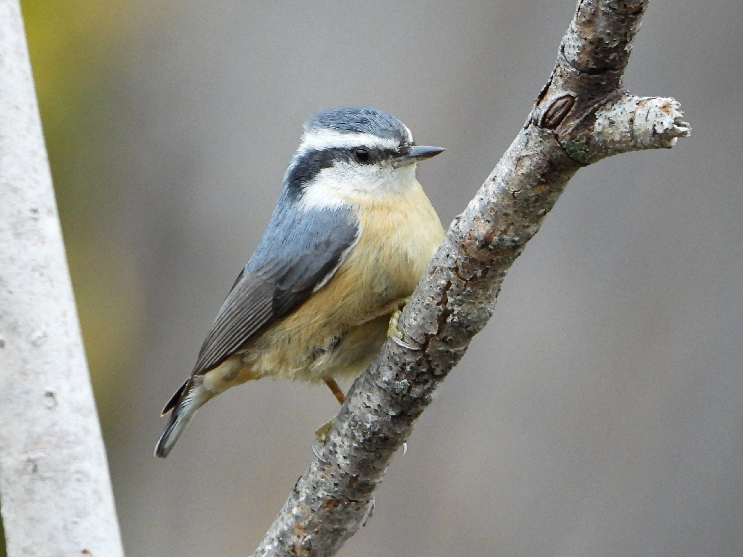 Red-breasted NuthatchPeosta, IA10/16/25
