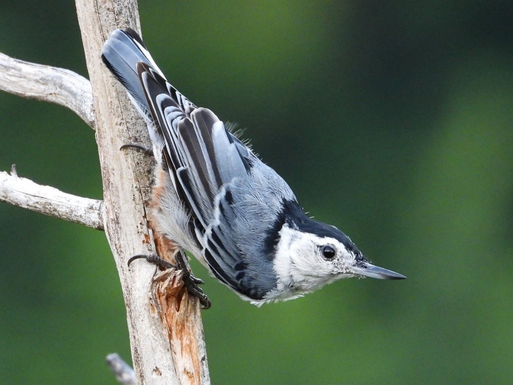 White-breasted NuthatchPeosta, IA7/20/25© Mary Leigh