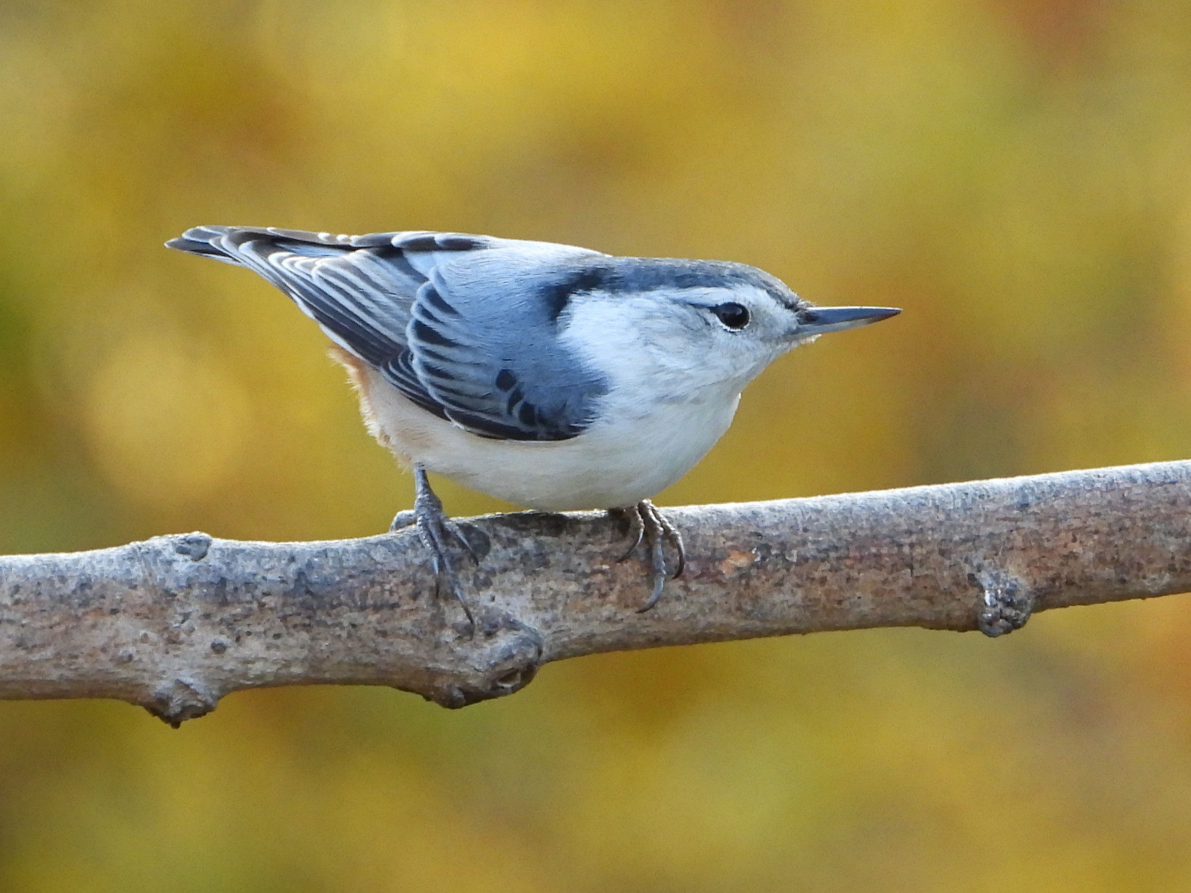 White-breasted NuthatchPeosta, IA10/21/25