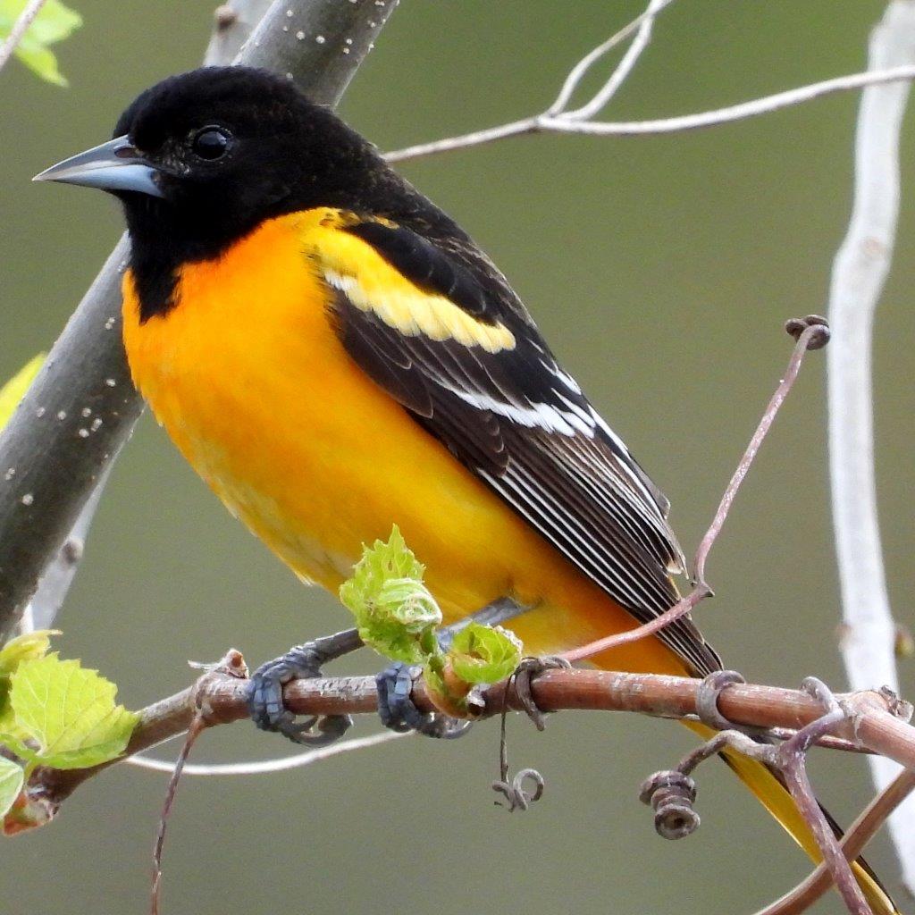 Baltimore Oriole