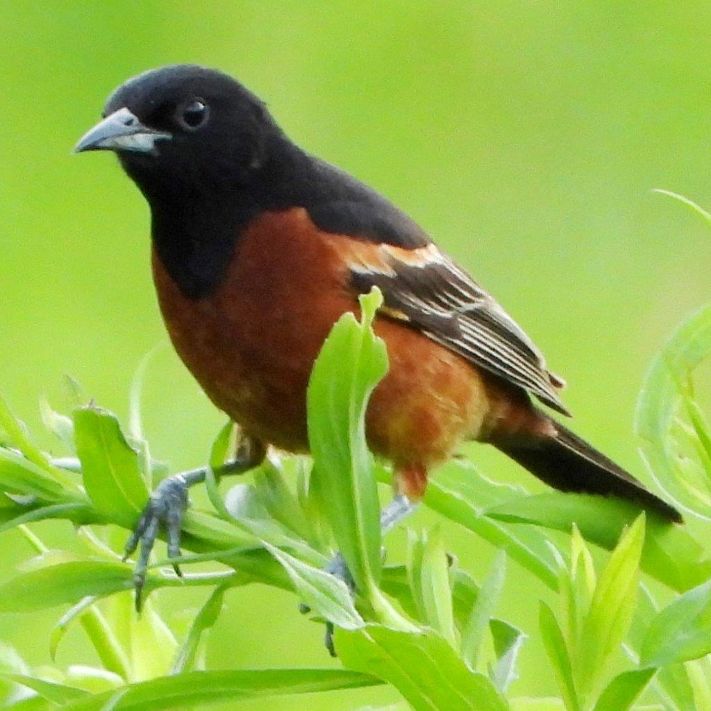 Orchard Oriole