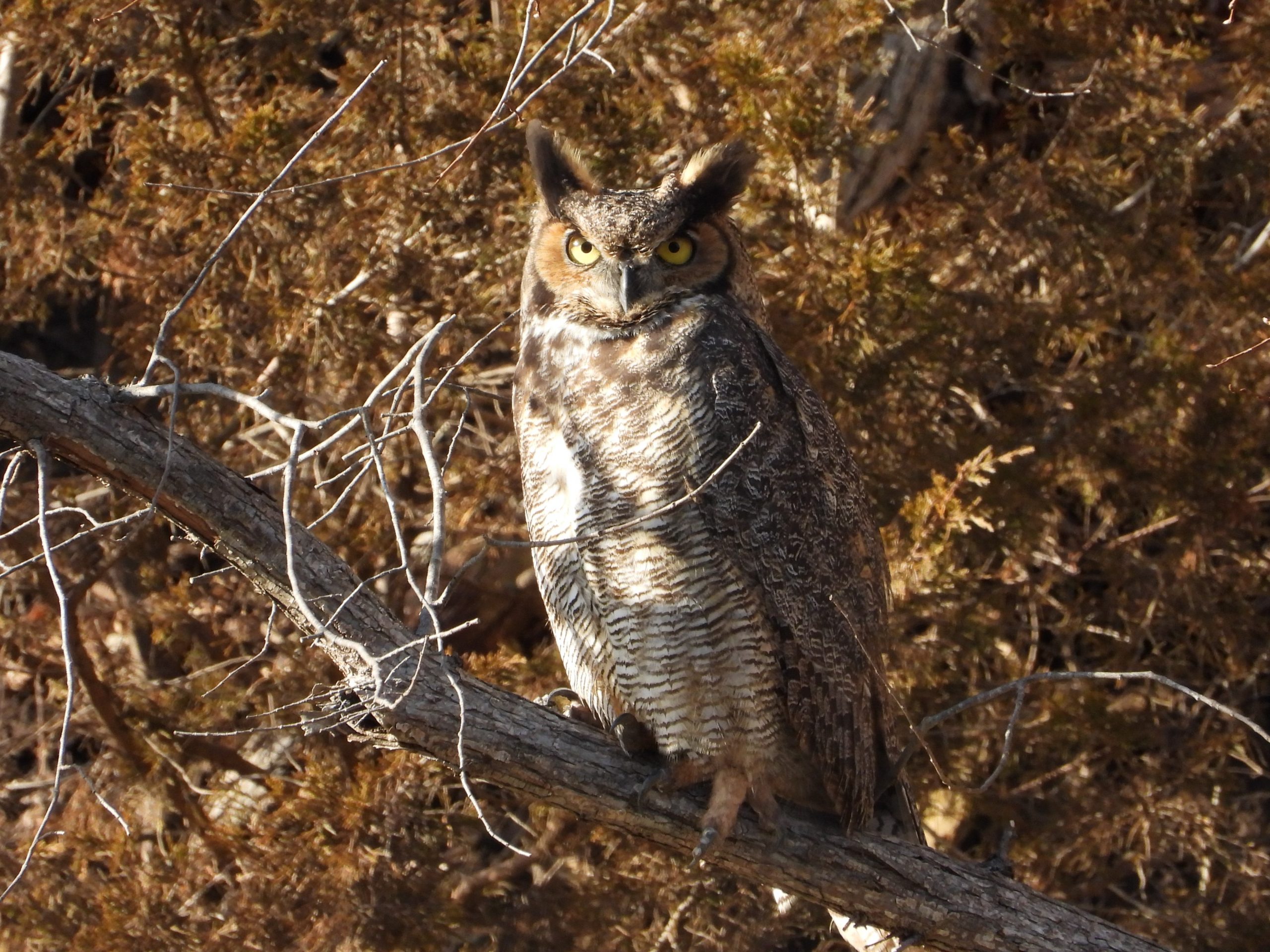 Great Horned Owl