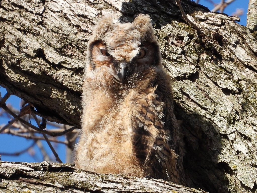 Great Horned OwlCedar Rapids, IA4/8/25© Mary Leigh
