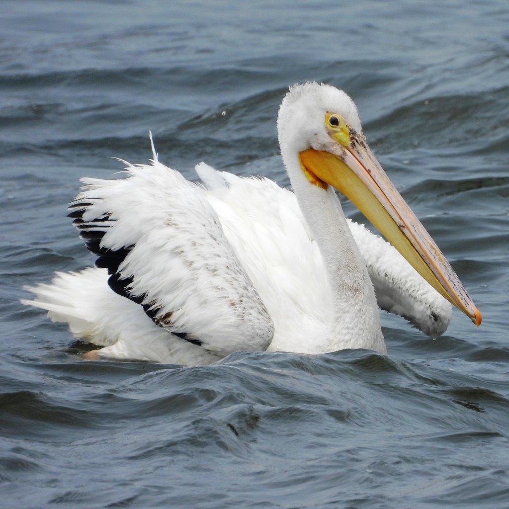 American White Pelican