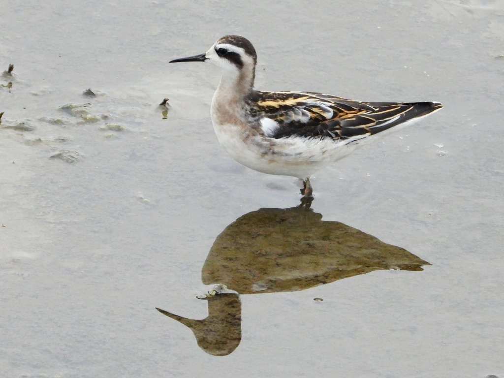 Red-necked PhalaropeDubuque 16th St. Retention Basin8/9/23© Mary Leigh