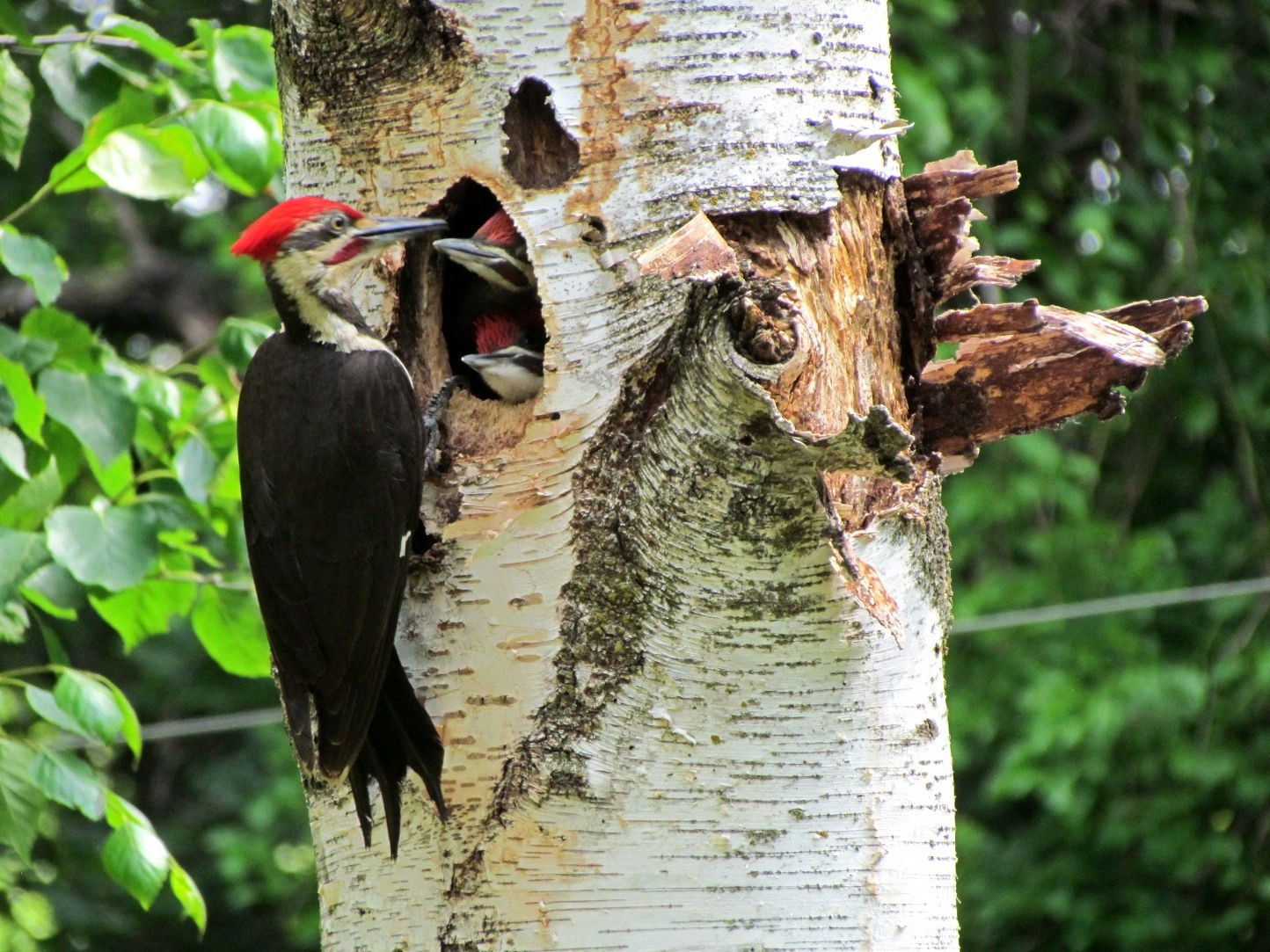 Pileated Woodpecker© Bob WaltonZwingle, IA6/9/25