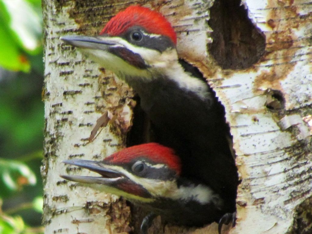 Pileated Woodpecker© Bob WaltonZwingle, IA6/9/25