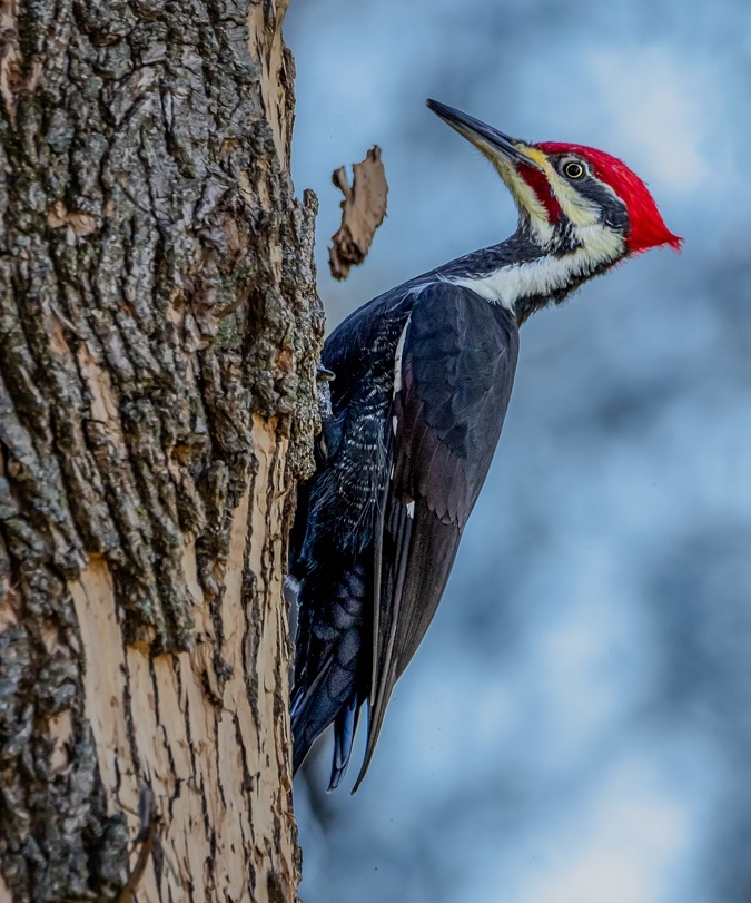 Pileated Woodpecker