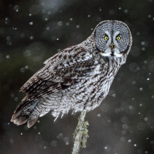 Great Gray Owl