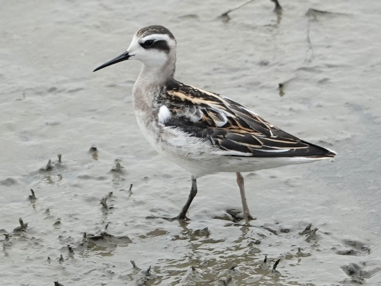 Red-necked PhalaropeDubuque 16th St. Retention Basin8/9/23© Marty Corfman