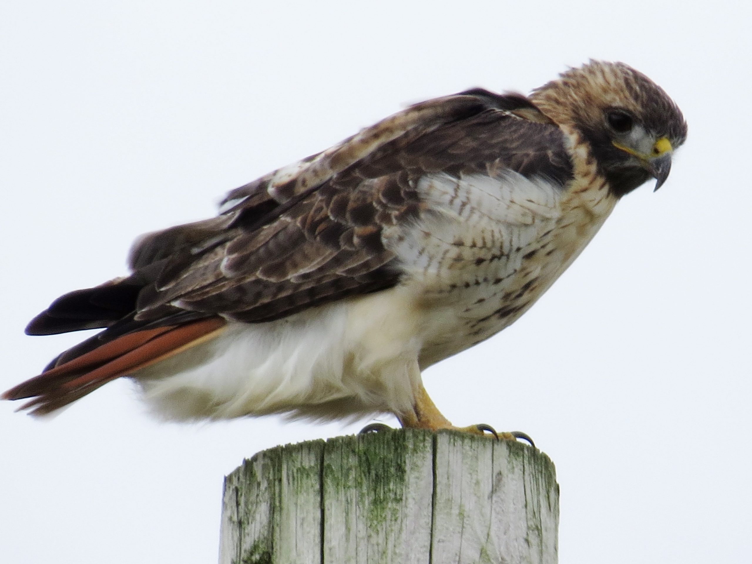 Red-tailed HawkAY McDonald Park, Dubuque, IA10/11/19© Marty Corfman